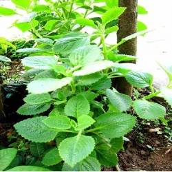 Hạt giống húng chanh