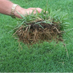 Hạt giống cỏ nhung nhật