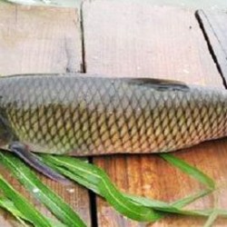 Hạt giống cỏ cho cá ăn