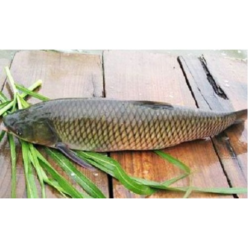 Hạt giống cỏ cho cá ăn