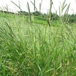 Hạt giống cỏ Timothy