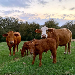 Hạt giống cỏ bahia 