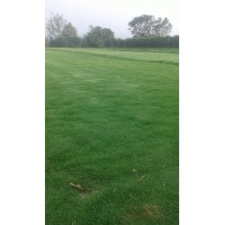 Hạt giống cỏ bermuda cỏ thảm Hạt giống cỏ bermuda cỏ thảm