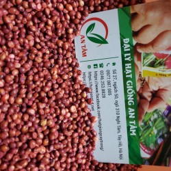 Hạt giống cỏ Sudan Super bmr