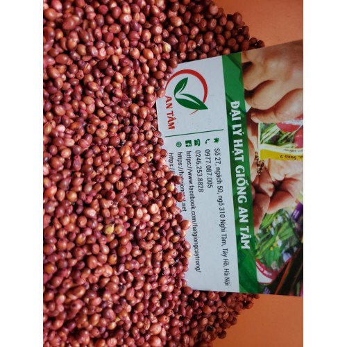 Hạt giống cỏ Sudan Super bmr