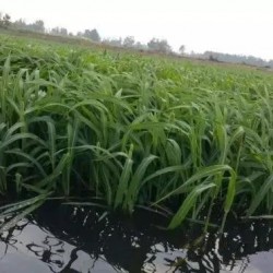 Hạt giống cỏ cho cá ăn