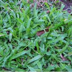 Hạt giống cỏ lá gừng