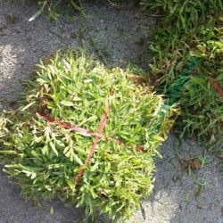 Hạt giống cỏ lá gừng