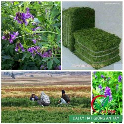 Hạt giống cỏ linh lăng Alfalfa