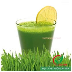 Hạt giống cỏ lúa mì hữu cơ