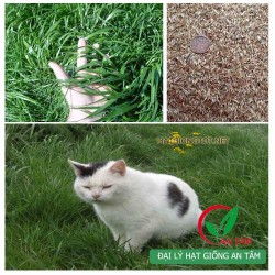 Hạt giống cỏ mèo