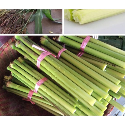 Hạt giống cỏ mía ngọt