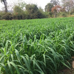 Hạt giống cỏ Ghine