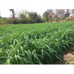 Hạt giống cỏ Ghine