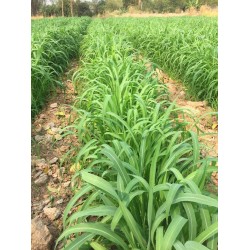 Hạt giống cỏ Ghine