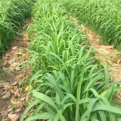 Hạt giống cỏ Ghine