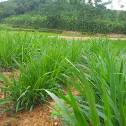 Hạt giống cỏ mulato 2