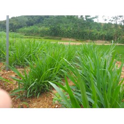 Hạt giống cỏ mulato 2