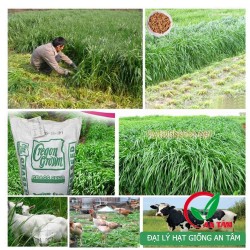 Hạt giống cỏ mulato chịu lạnh