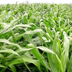 Hạt giống cỏ ngô Mexico năng suất siêu cao