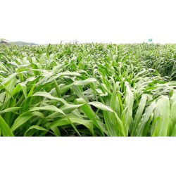 Hạt giống cỏ ngô Mexico năng suất siêu cao