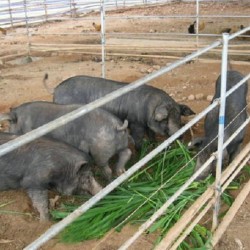 Hạt giống cỏ ngô Mexico năng suất siêu cao