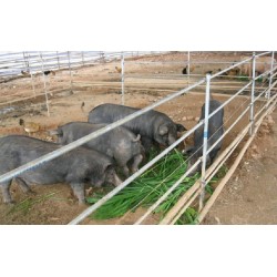 Hạt giống cỏ ngô Mexico năng suất siêu cao