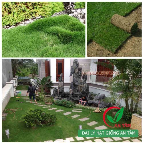 Hạt giống cỏ nhung nhật