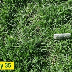 Hạt giống cỏ nhung nhật