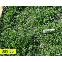 Hạt giống cỏ nhung nhật Hạt giống cỏ nhung nhật