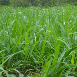 Hạt giống cỏ ruzi