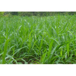 Hạt giống cỏ ruzi