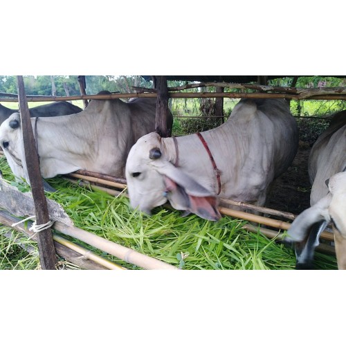 Hạt giống cỏ ruzi