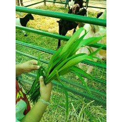 Hạt giống cỏ ruzi