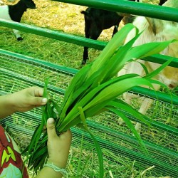 Hạt giống cỏ ruzi