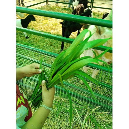 Hạt giống cỏ ruzi