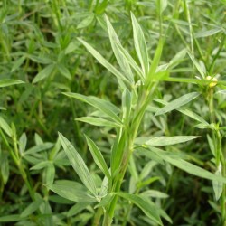 Hạt giống cỏ đậu stylo