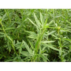 Hạt giống cỏ đậu stylo