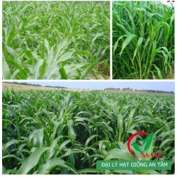 Hạt giống cỏ Sudan Super bmr Hạt giống cỏ Sudan Super bmr