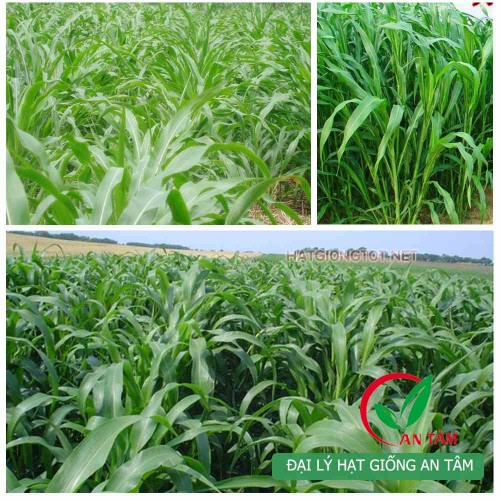 Hạt giống cỏ Sudan Super bmr