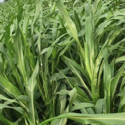 Hạt giống cỏ Sudan Super bmr