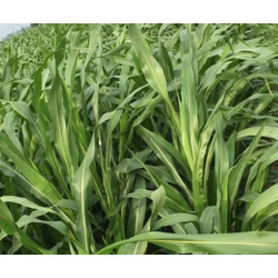 Hạt giống cỏ Sudan Super bmr