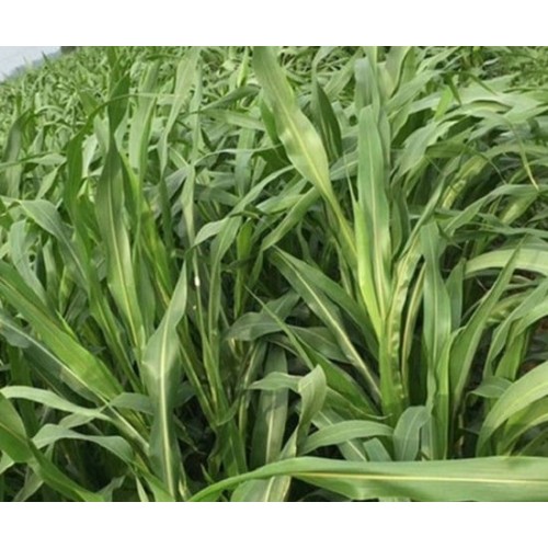 Hạt giống cỏ Sudan Super bmr