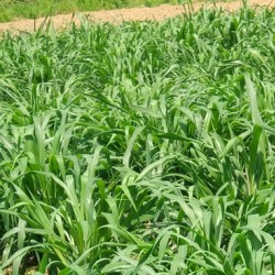 Hạt giống cỏ voi ngọt