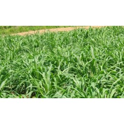 Hạt giống cỏ voi ngọt Hạt giống cỏ voi ngọt