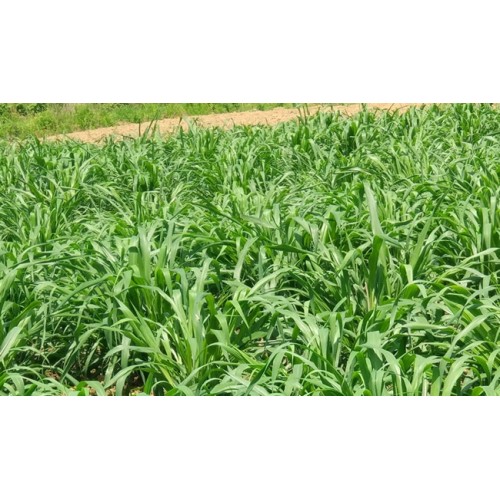 Hạt giống cỏ voi ngọt