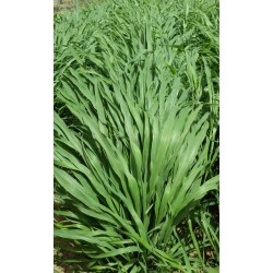 Hạt giống cỏ voi ngọt Hạt giống cỏ voi ngọt