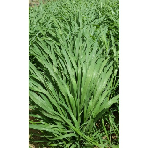 Hạt giống cỏ voi ngọt