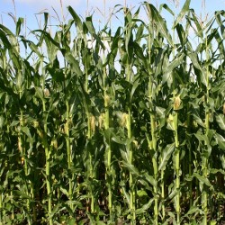 Hạt giống ngô sinh khối