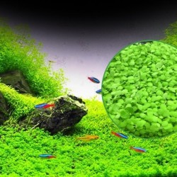 Hạt giống thủy sinh